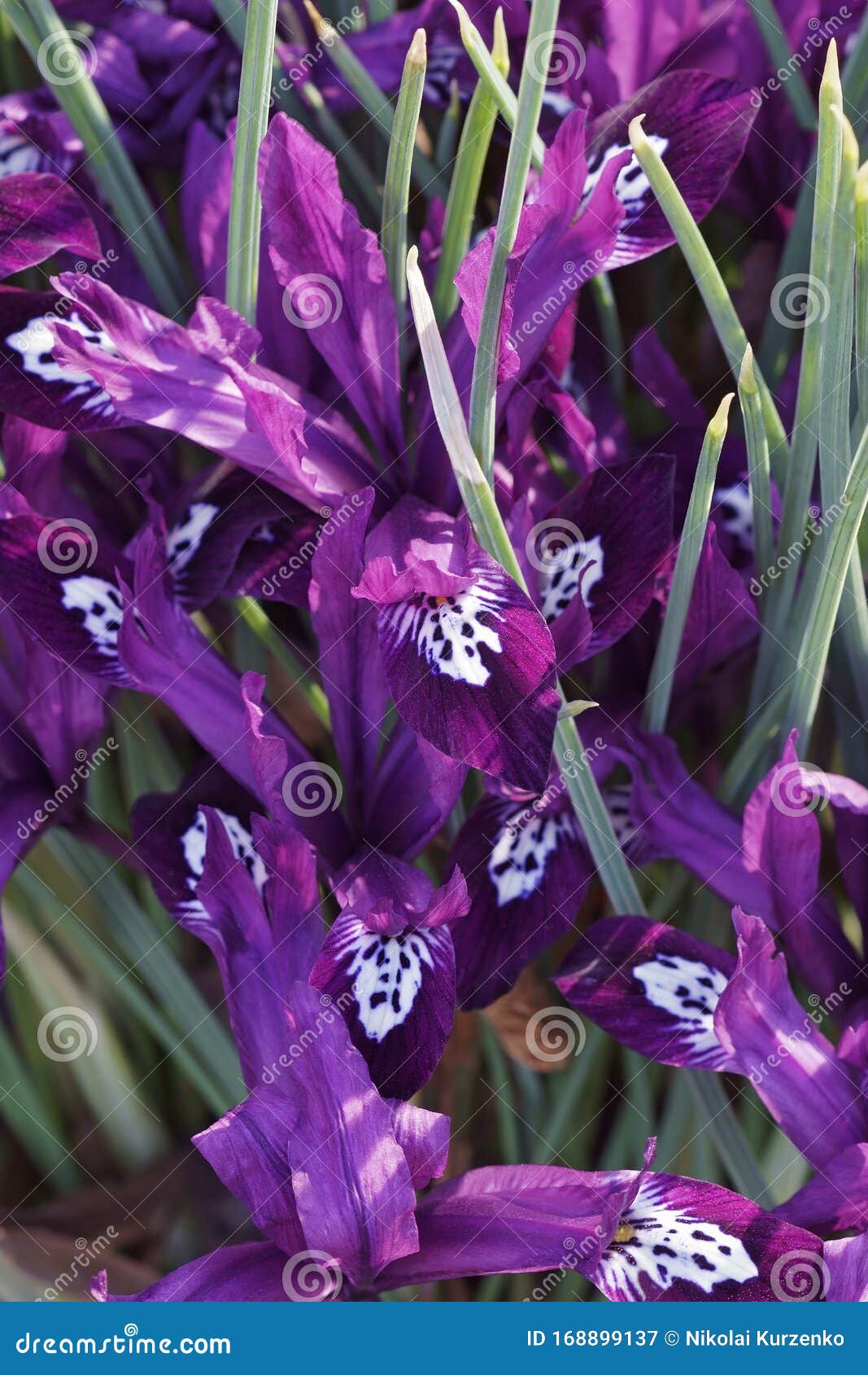 pauline dwarf iris flowers